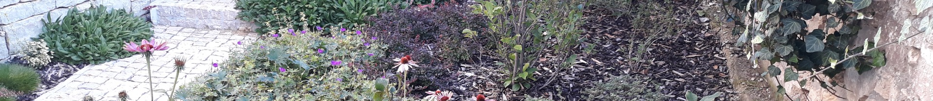 AZ ÉV KERTJE 2018 - Elismerő oklevéllel jutalmazták kertünket