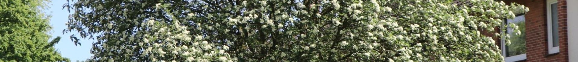 Az Év fája 2021 győztese