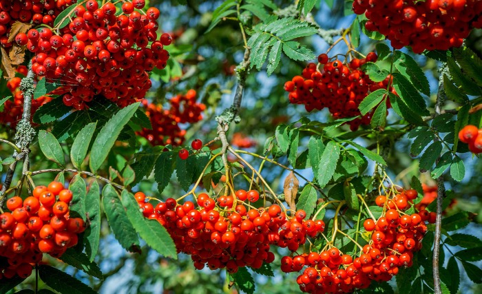 Az Év fája 2021 győztese