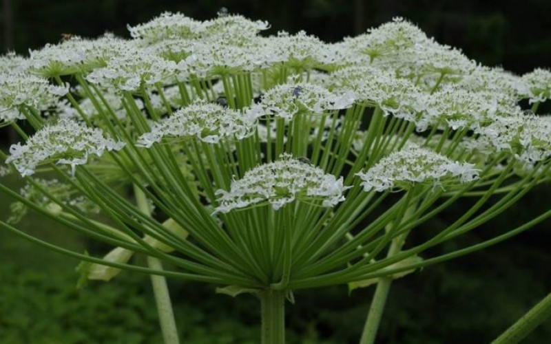 Forrás: www.fitoterapiakalauz.hu