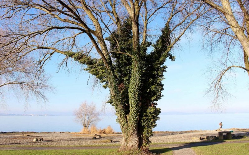 Borostyánnal befutott fa - parkerdo.hu