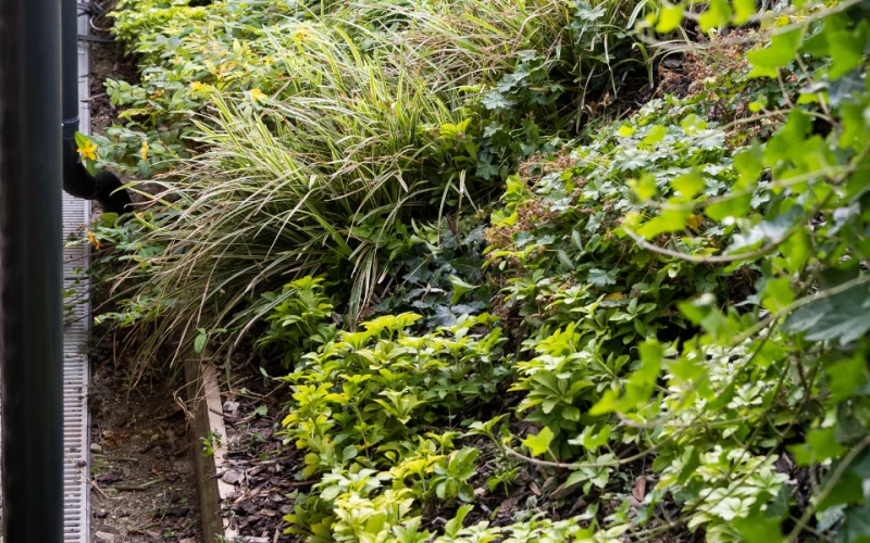 Magánkert kategóriában ARANY minősítést kapott kolléganőnk, Nagyajtay Zsuzsanna okl. tájépítészmérnök és öntözőrendszer tervezőmérnök által tervezett tihanyi projekt.