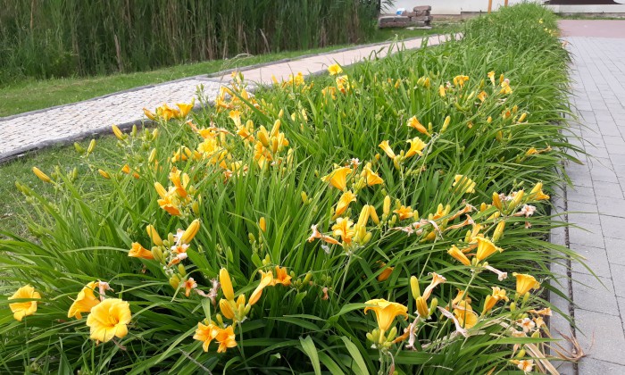 Csopak Ifjusag-setany 2015_1