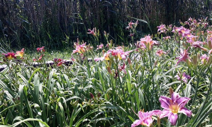 Csopak, Ifjúsági sétány - Fitneszpark és mezítlábas ösvény_3