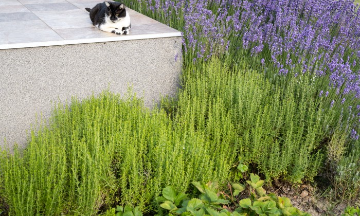 Balatonfűzfő - Robotfűnyíróhoz építve