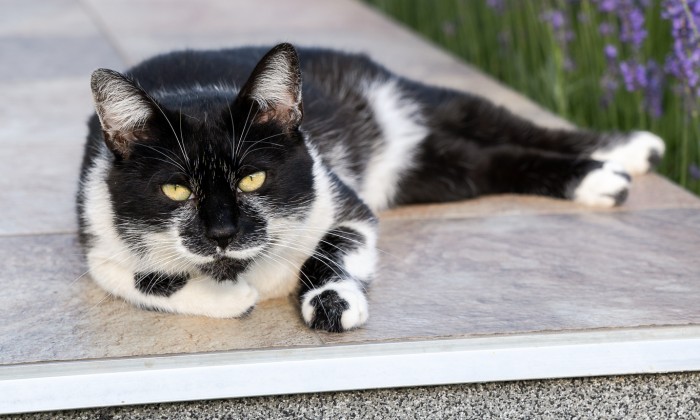 Balatonfűzfő - Robotfűnyíróhoz építve