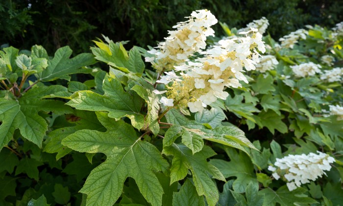 Balatonfűzfő - Robotfűnyíróhoz építve