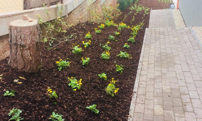 Csopak - Nagy gyepfelületek, virágzó rézsűk_10