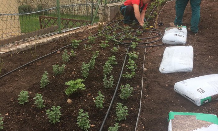 Csopak - Nagy gyepfelületek, virágzó rézsűk_13