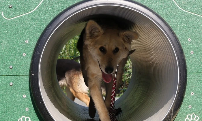 Kutyafuttató átadás_Pumi állatmenhely